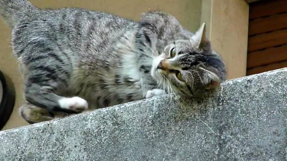 Domestic dangers for the cat