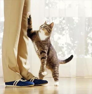 Cat education