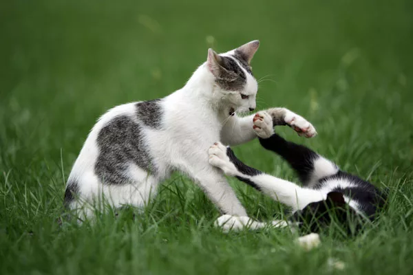 Bringing a cat home