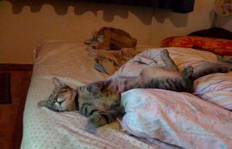 Decalogue of the cat
