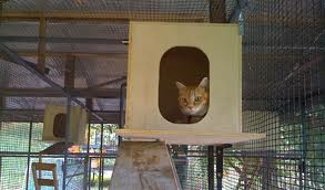 Holidays with cat