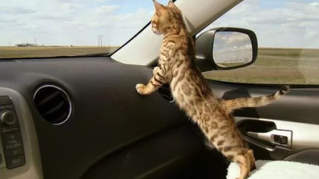 Travel with the cat