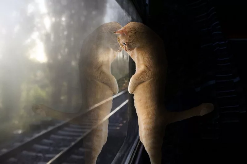 by train the cat must travel in a container measuring 70x30x50