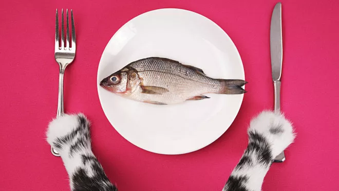 When and how to feed the cat