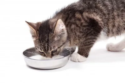 milk is certainly drunk in the first months of life