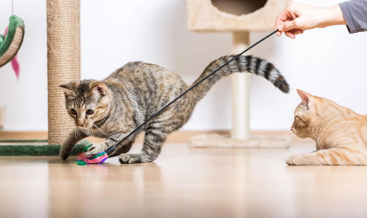 to prevent obesity it is necessary to provide the cat with a stimulating environment