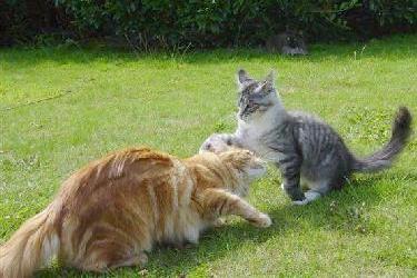 Courtship technique