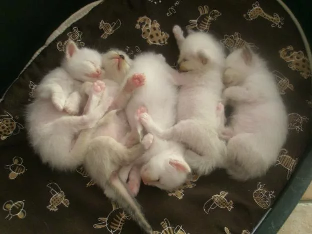there are often kittens to be placed just before the holidays