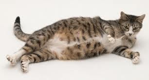 The gestation of the cat