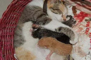puppies during the feeding