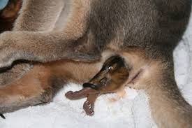 The childbirth of the cat
