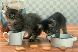 Puppy weaning