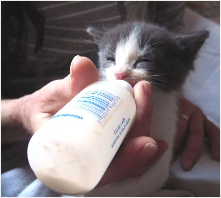 Feed the kittens