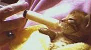 infant formula can be administered with a syringe without needle