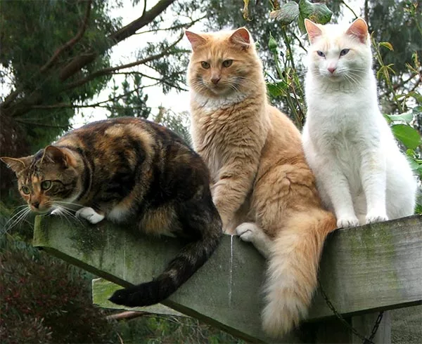 Cat hair color