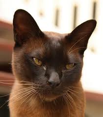 Cat cloak designs
