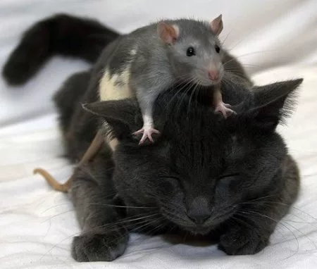 a kitten plays with its mouse friend