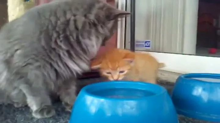 Instinct and the mother cat school