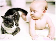 Cats and babies