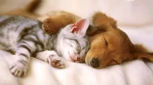 dog and cat can be friends