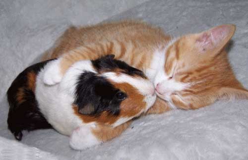 Relationship with other animals