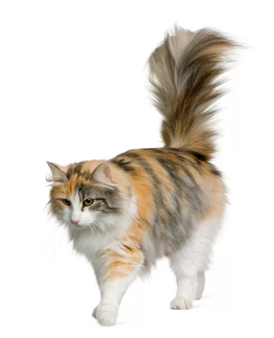if the cat walks with the tail high it is a sign of dominance