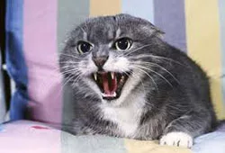 Cat body language