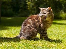 Cat vocal language