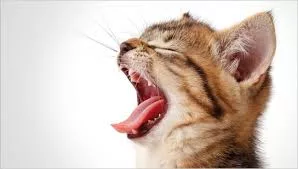 Perception of cat pain