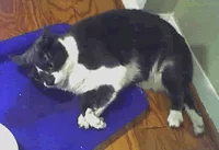 Cat emergencies