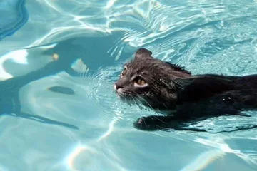 cats are excellent swimmers