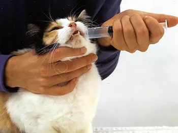 syrups and drops should be swallowed with a syringe without needle