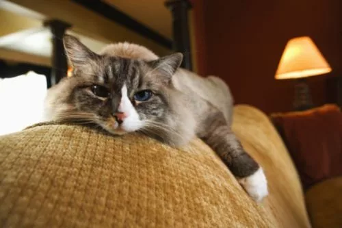 cats must be vaccinated from an early age