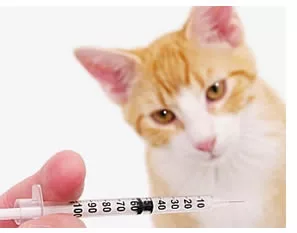 Cat prophylaxis