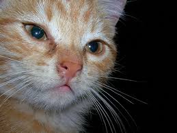 Cat eye diseases