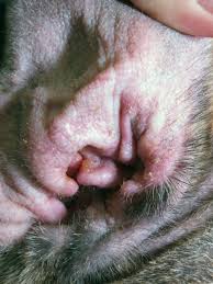 Cat ear diseases