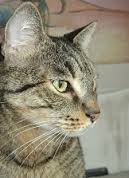 Diseases of the cat nose