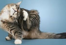 Cat skin diseases