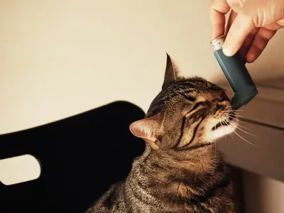 feline asthma: an allergic asthma