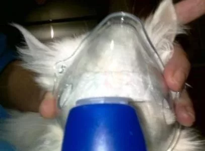 Respiratory diseases in cats