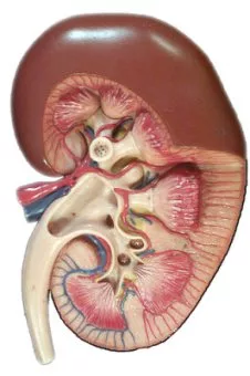 Cat urinary tract diseases