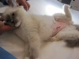 Diseases of the cat genital system