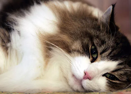 Endocrine dysfunction in cats