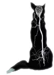 Diseases of the cat nervous system