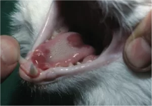 Viral cat diseases