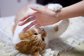 Cat scratch disease