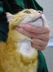 Diseases of cat aging