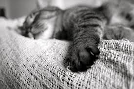 Behavior of the elderly cat