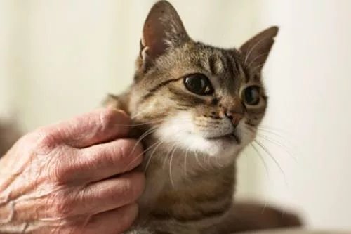 Help our cat
