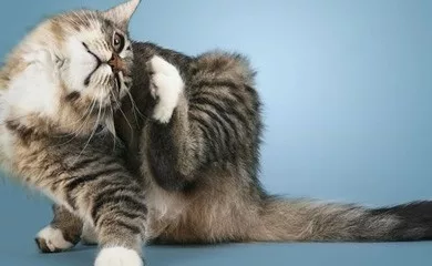 the itch is very annoying and the cat can read itself